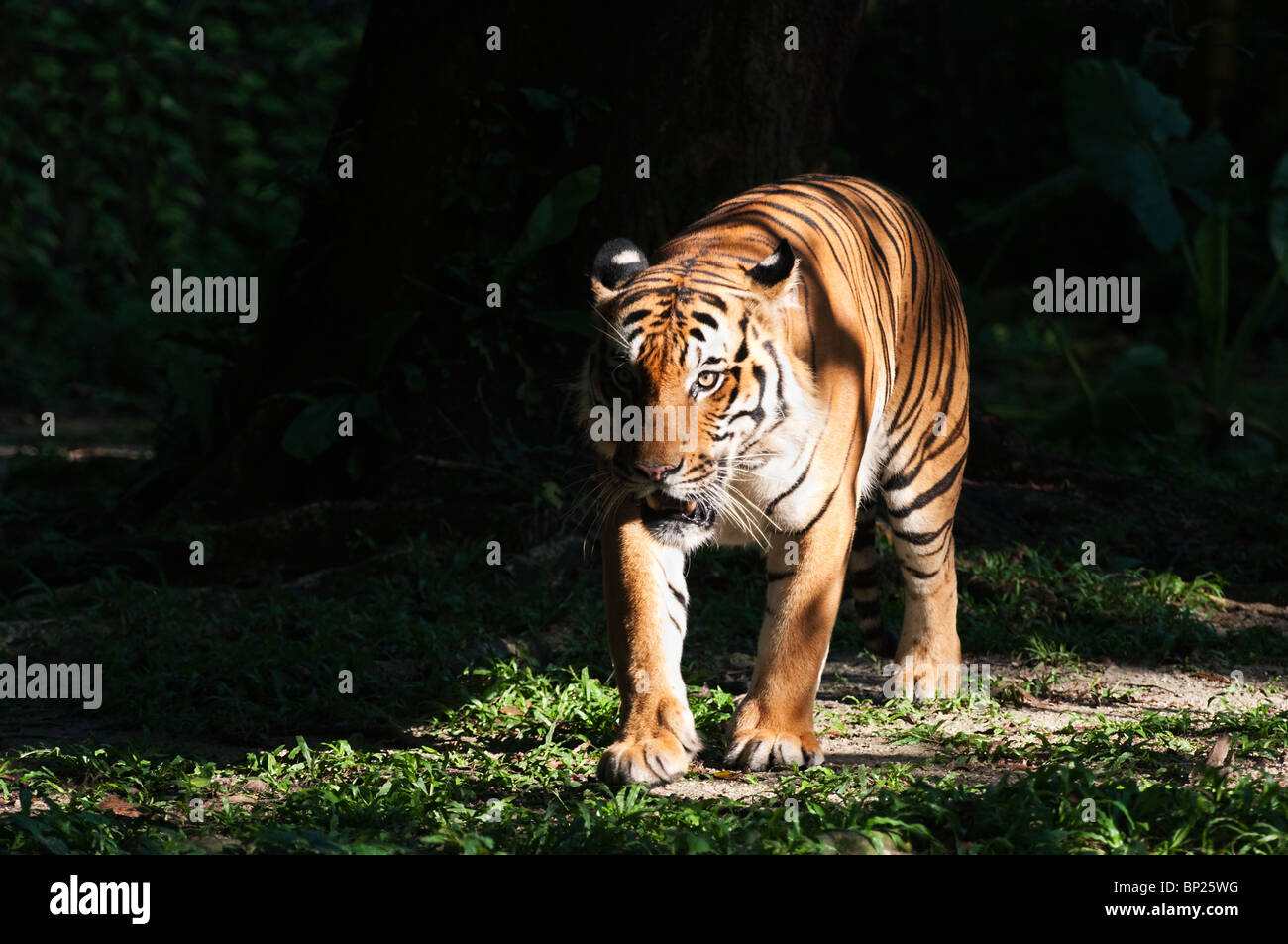 Malaysian male tiger (Panthera tigris malayensis) Stock Photo