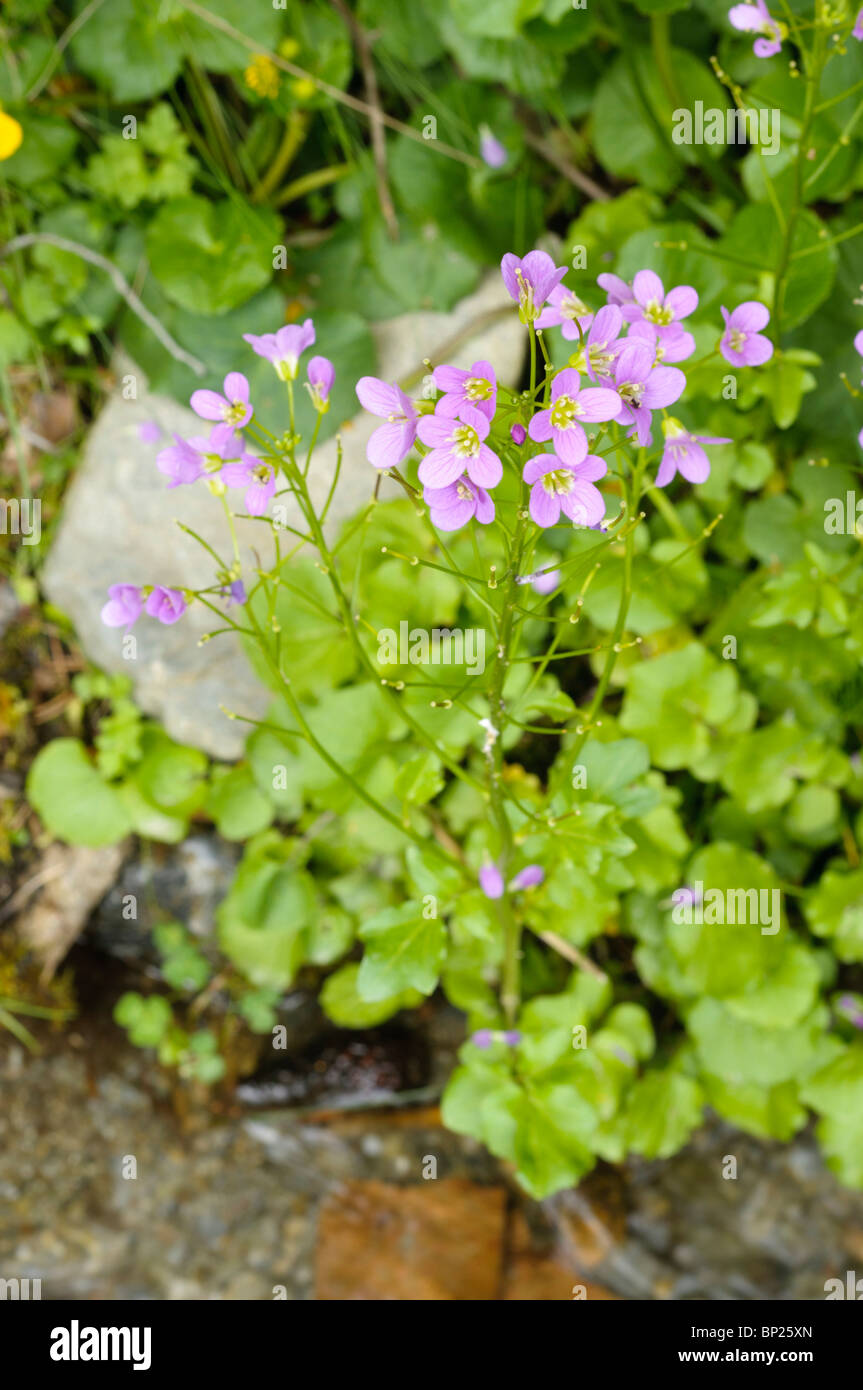Pyrenean wildflower commonly found on springs creeks and wet places, Spain Stock Photo