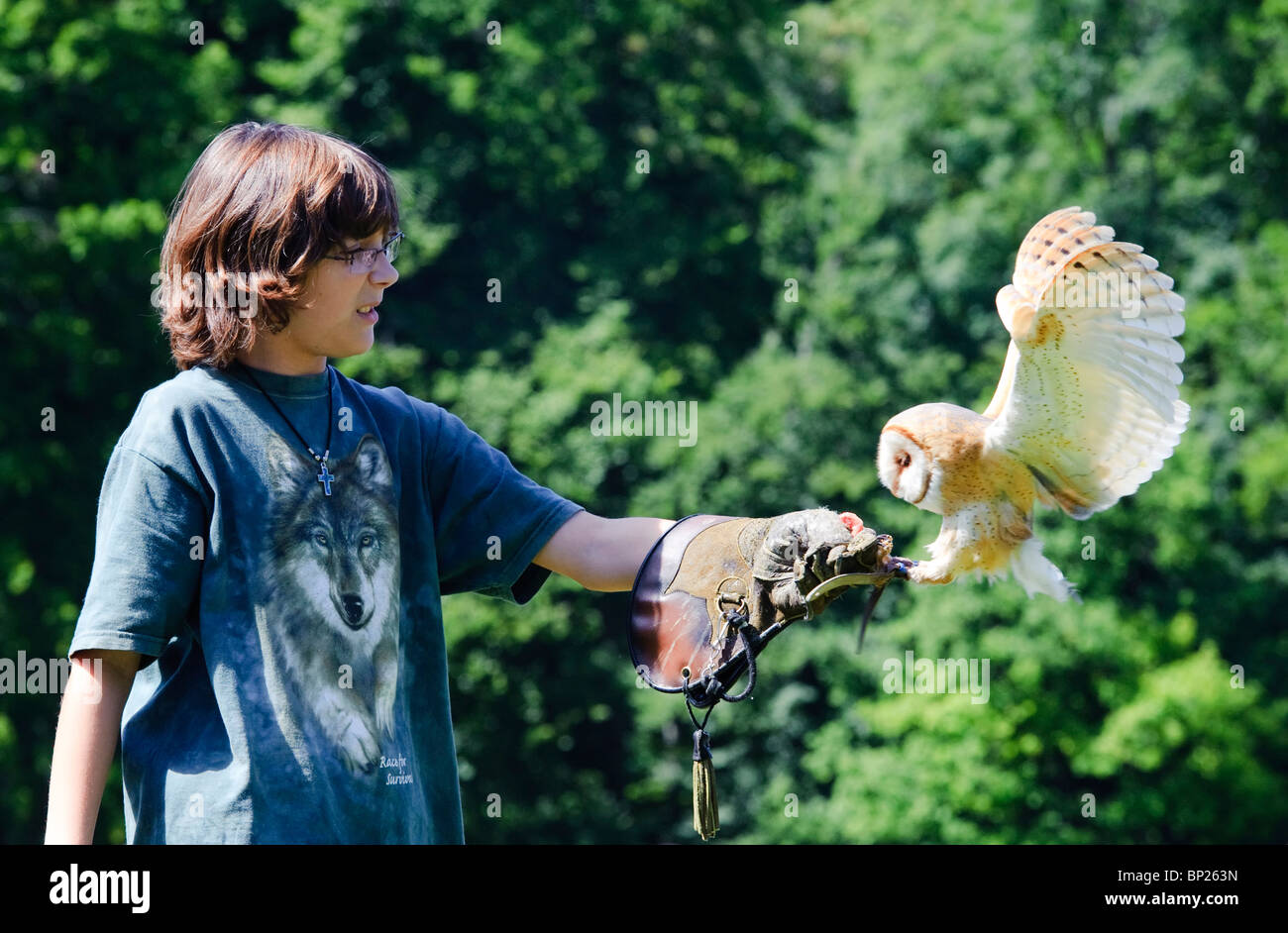 Falconry Display with Barn Owl Stock Photo Alamy