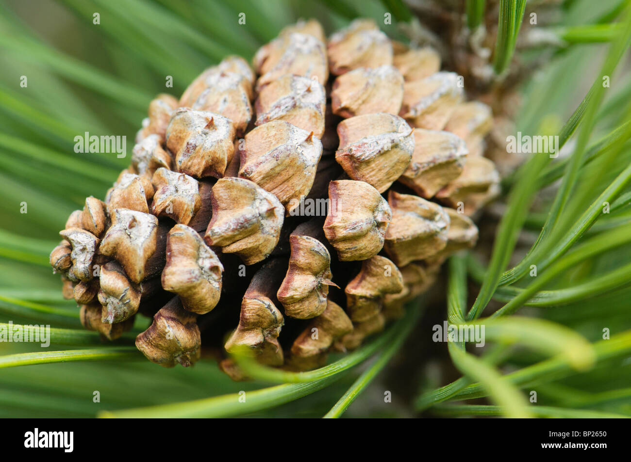 Cones of the mountain Pyrenees pine Pinus uncinata, Spain Stock Photo