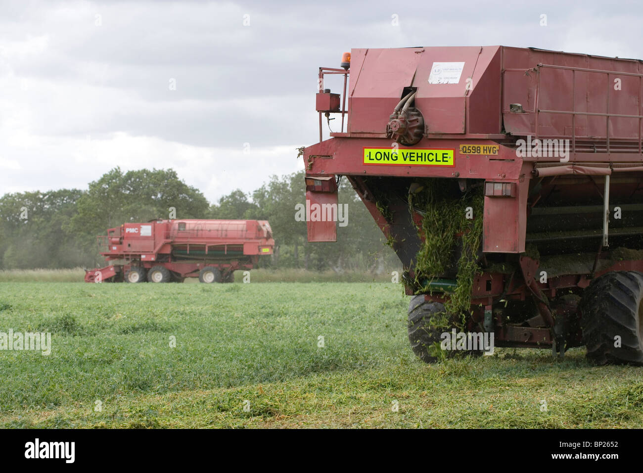 Pea harvest with Viners at work. Critical timing for freezing. June, Norfolk. Stock Photo