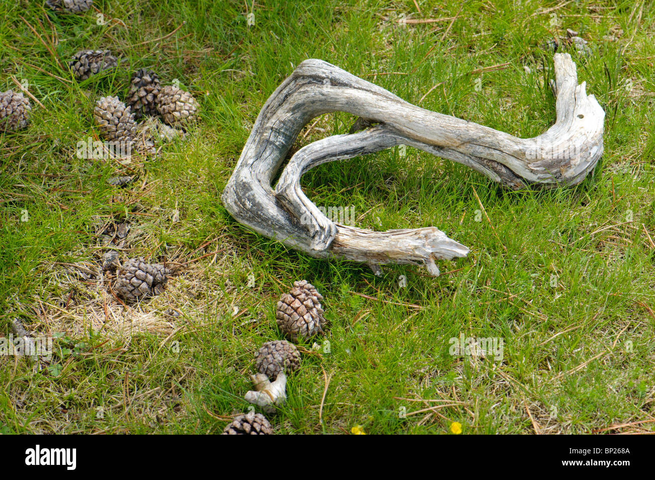 Logs and trunks and pine cones in a mountain forest of Pinus uncinata, Pyrenees, Spain Stock Photo