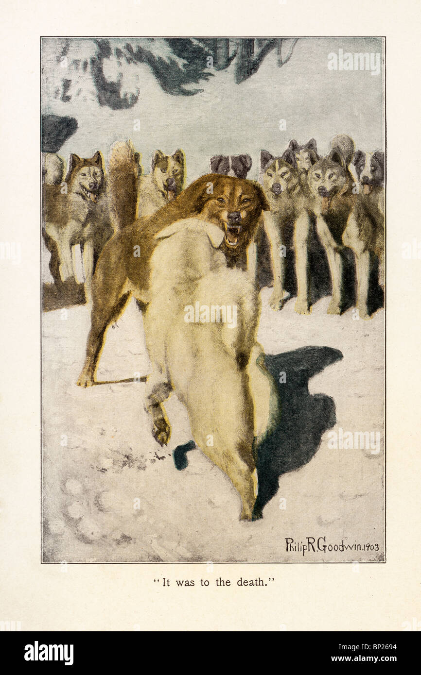 Illustration from The Call of the Wild by Jack London, 1903, 1904; illustrated by Philip R. Goodwin and Charles Livingston Bull. Stock Photo