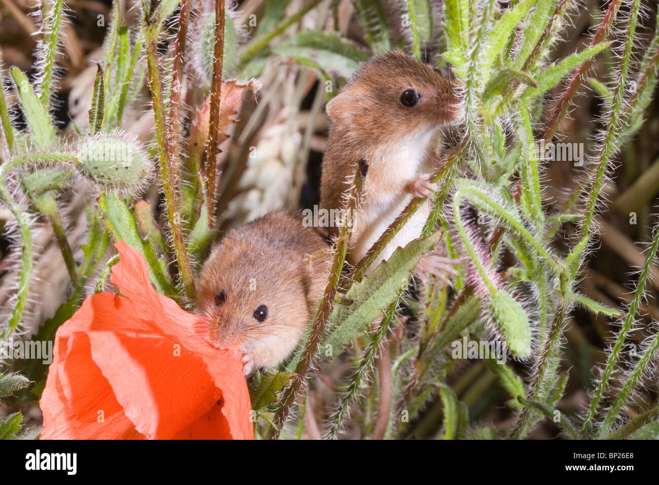 Harvest Mice (Micromys minutus). Amongst Poppy plants (Papaver rhoeas). Stock Photo