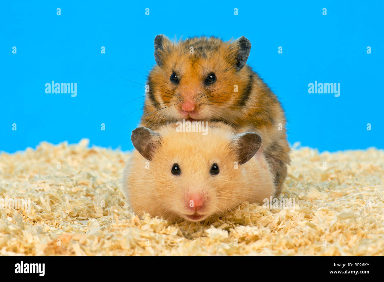 copula copulating mammal sex reproduction bag RODENT male female teddy  hamster grey gray brown brownish brownly Domestic pet Stock Photo - Alamy