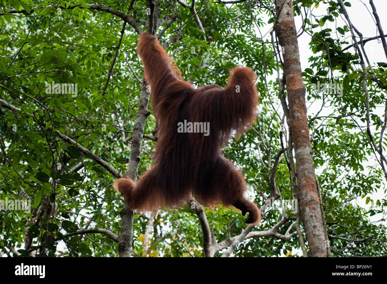 Giant Male Orangutan Pongo Pygmeaus While Moving Through The Forest