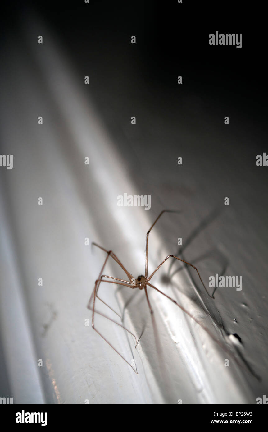 Spider Creeping Stock Photo