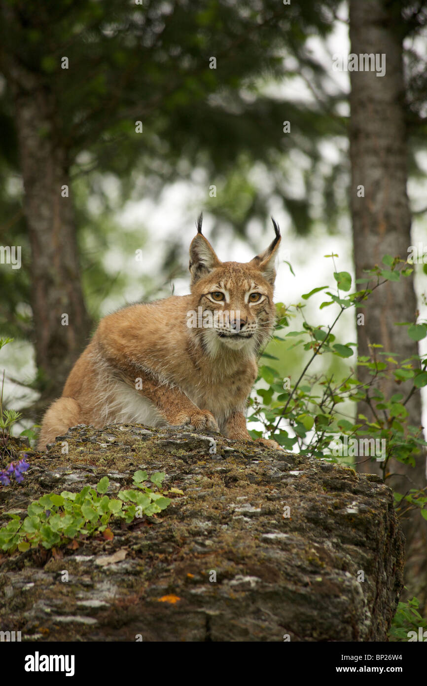 Siberian Lynx staring back, ready to jump. Stock Photo