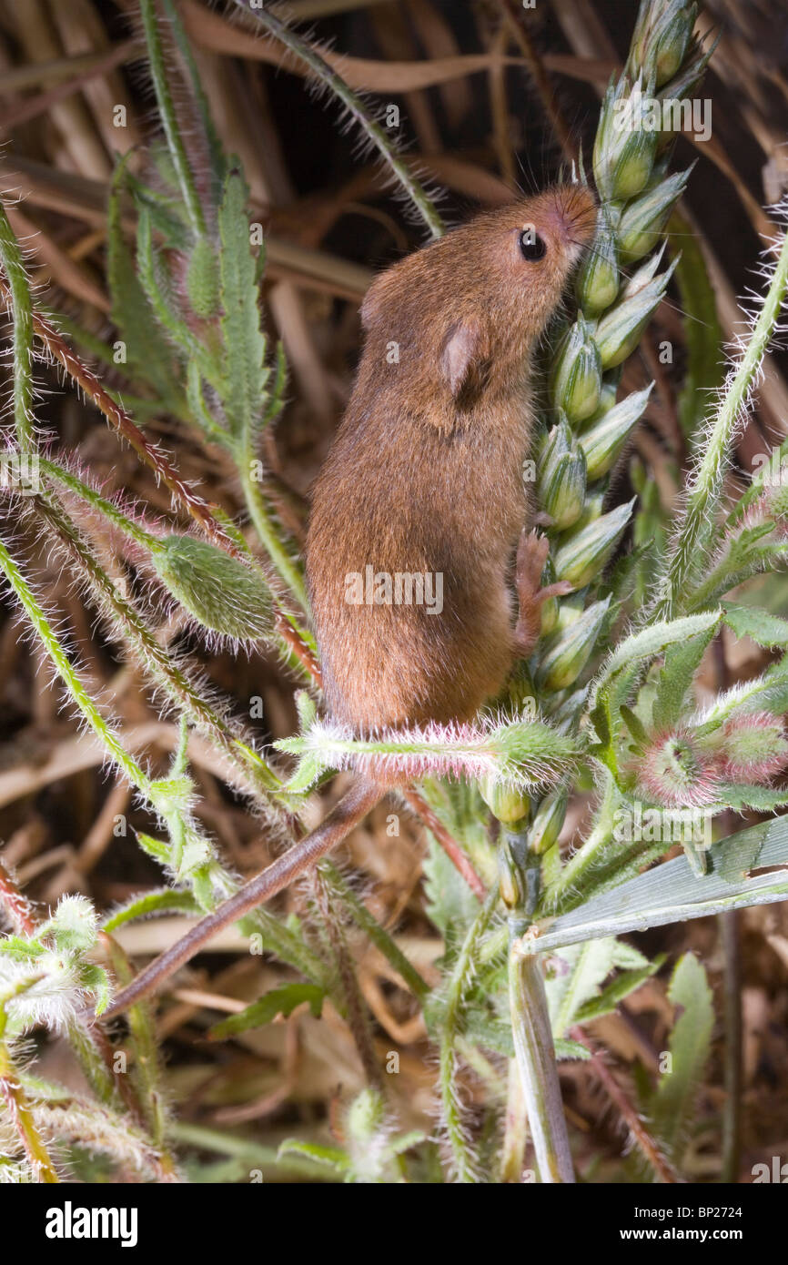 Harvest Mouse (Micromys minutus). Using semi-prehensile tail to hold onto a stem whilst searching along wheat seed head, or panicle. Stock Photo