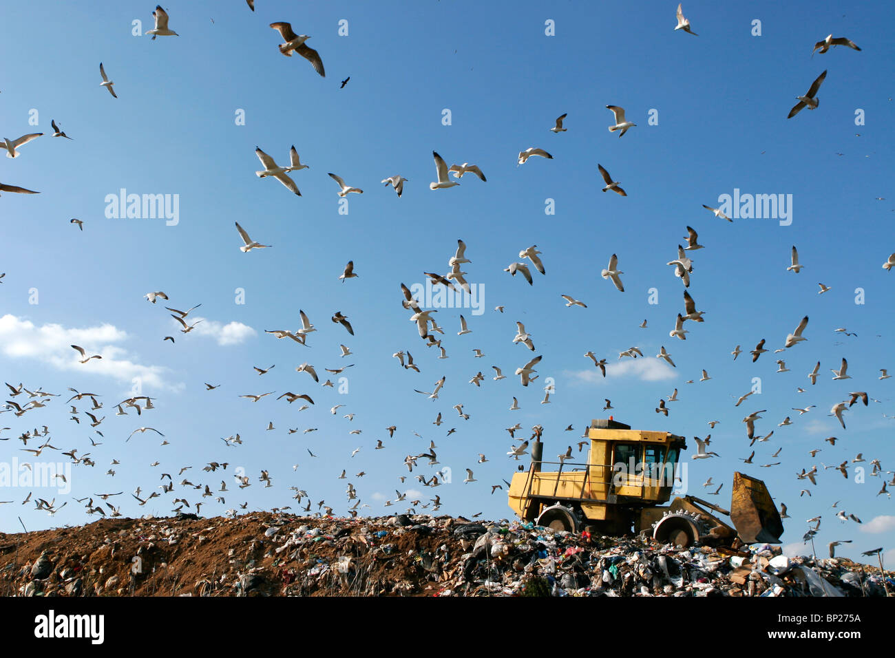 Landfill with bulldozer working, against beautiful blue sky full of sea birds. Great for environment and ecological themes Stock Photo