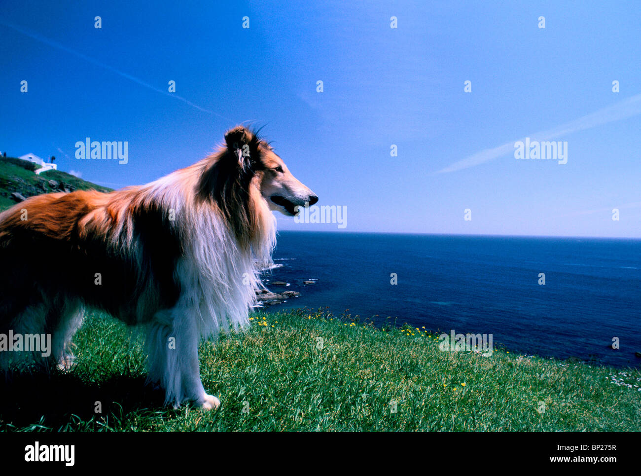 Lassie Dog Images – Browse 174 Stock Photos, Vectors, and Video