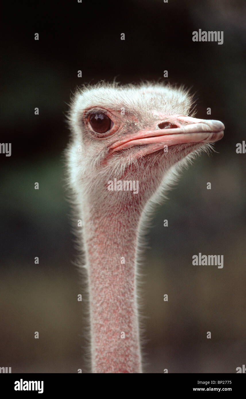 head of ostrich on ostrich farm in south africa Stock Photo