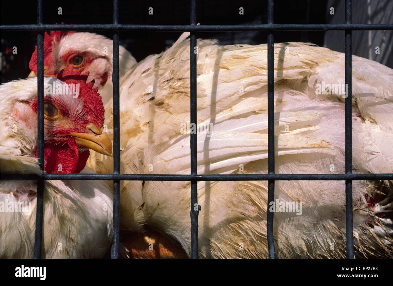 Chickens cooped up in a small cage at a battery farm Stock Photo Alamy