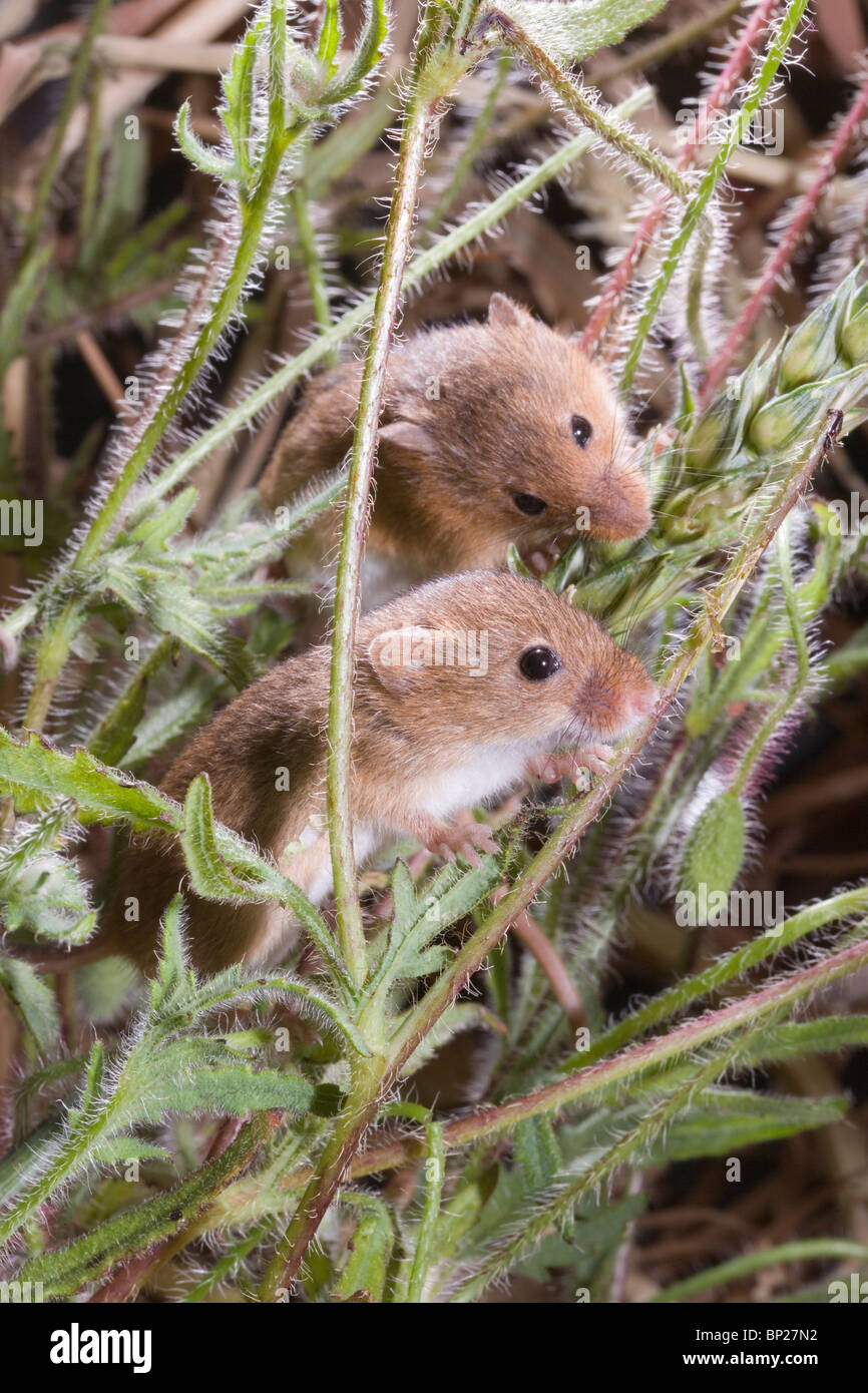 Harvest Mice (Micromys minutus). Two feeding on wheat seed head, or panicle, amongst Field Poppies (Papaver rhoeas). Stock Photo