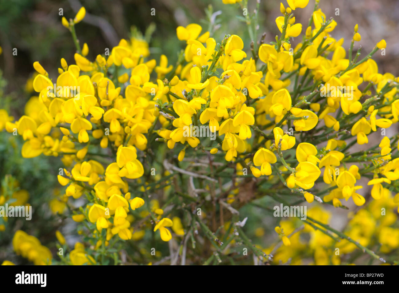 Yellow Fabaceae mountain wildflower, Pyrenees, Spain Stock Photo