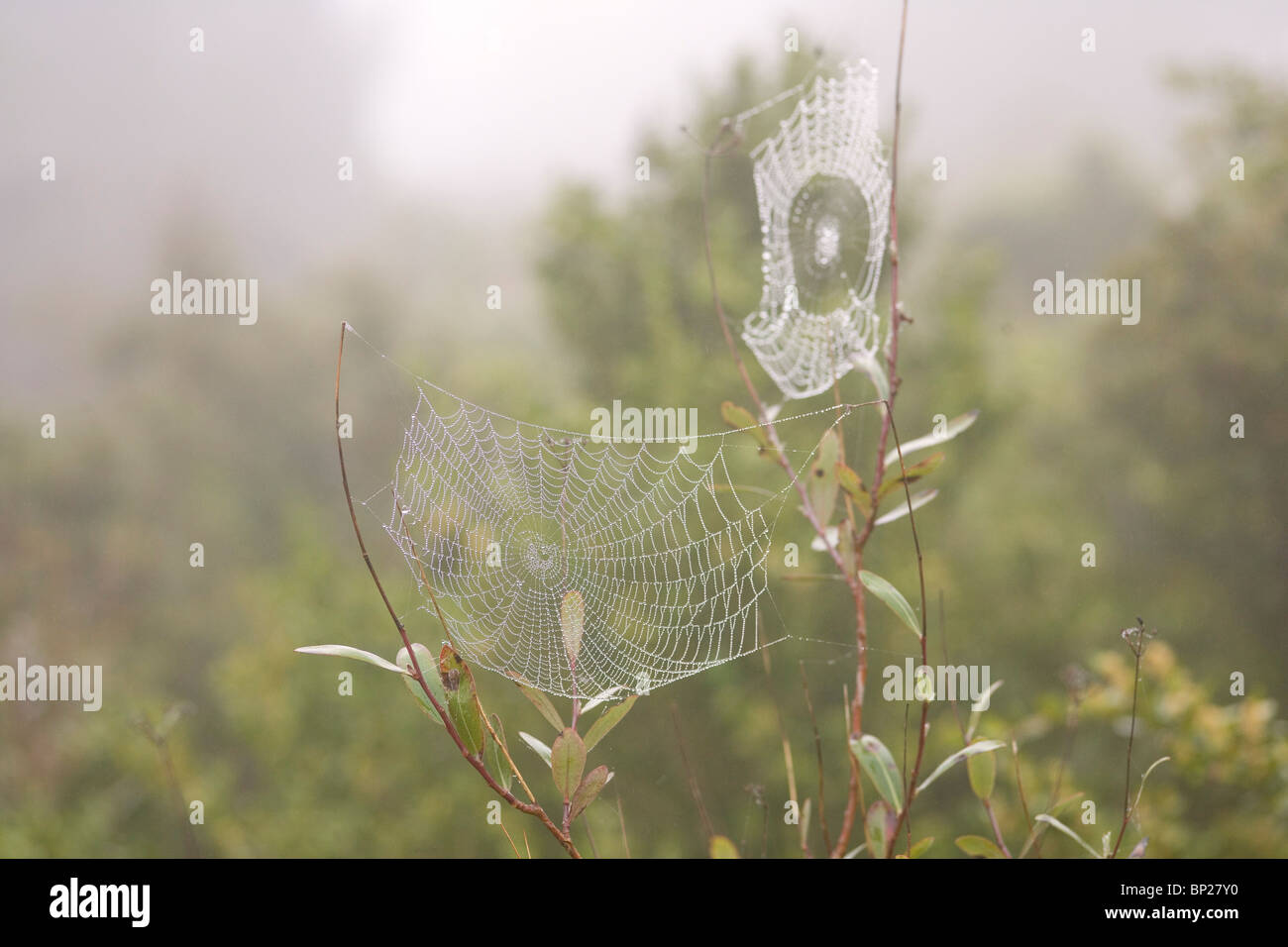Two spider webs glisten with dew in the morning light Stock Photo