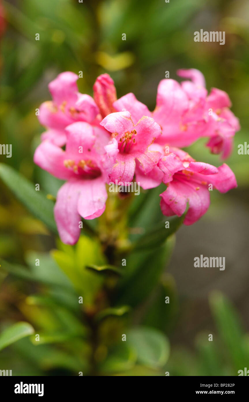 Alpenrose, very common plant in the Spanish Pyrenees, photographed in