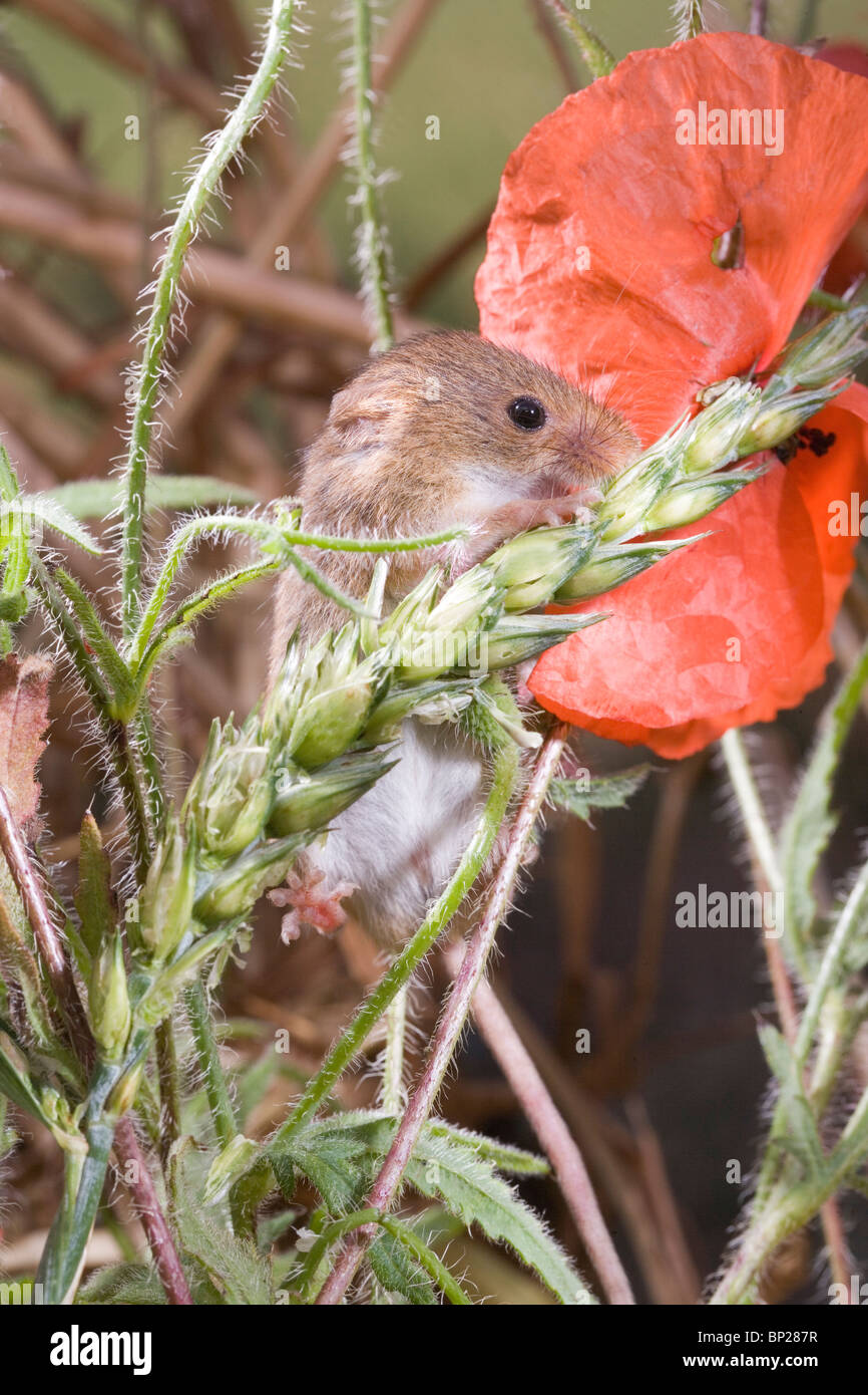 Harvest Mouse (Micromys minutus). Male feeding on wheat seed head, or panicle, amongst Field Poppies (Papaver rhoeas). Stock Photo