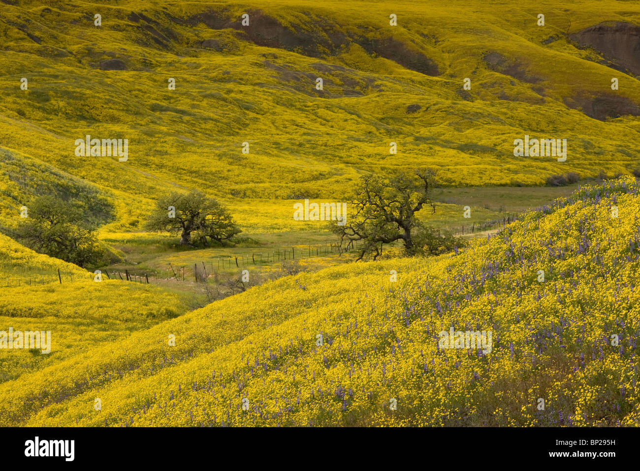 Hillsides covered with Hillside Daisy Monolopia lanceolata in spring; Cottonwood Canyon, near Cuyama, southern California. Stock Photo
