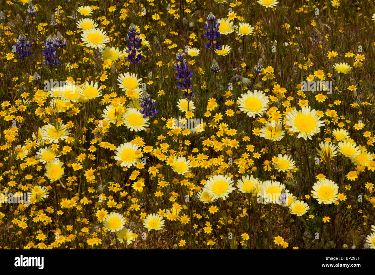 spring flowers at Shell Creek near San Luis Obispo: lupines, mountain dandelion, goldfields. S. California. Stock Photo