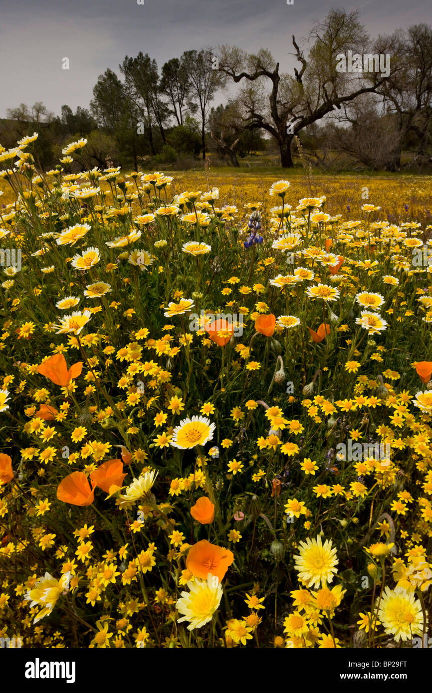 spring flowers at Shell Creek near San Luis Obispo: Tidy-tips, goldfields etc. S. California. Stock Photo
