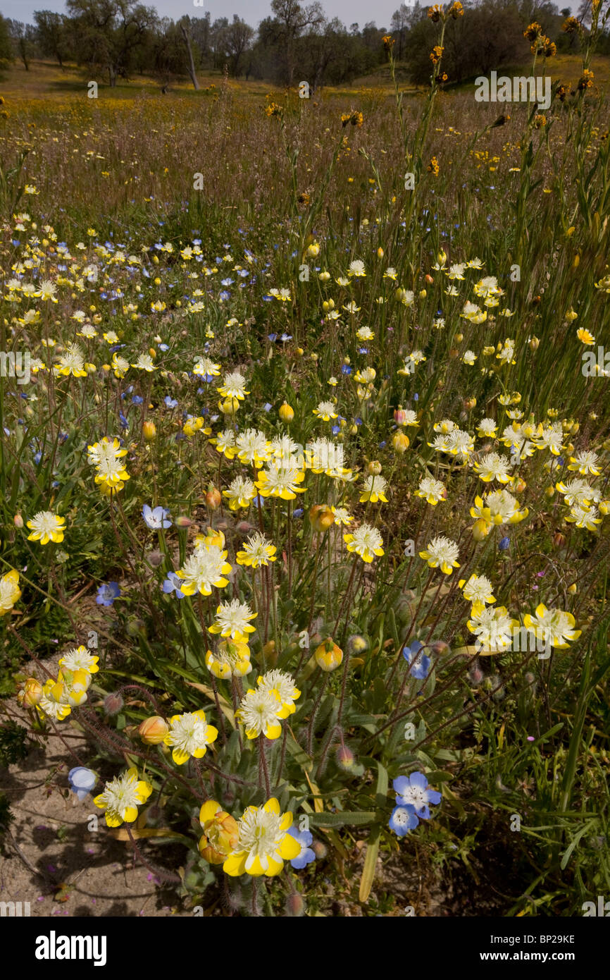 Cream cups, Platystemon californicus - an attractive member of the poppy family. California.; spring flowers at Shell Creek Stock Photo
