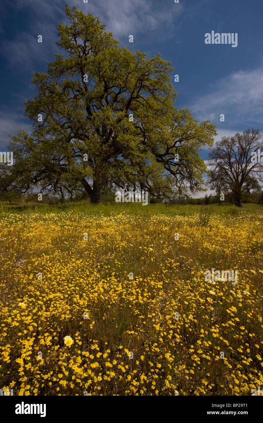 Masses of spring flowers, especially tidy-tips and goldfields, with Valley Oak, at Shell Creek near San Luis Obispo, California Stock Photo