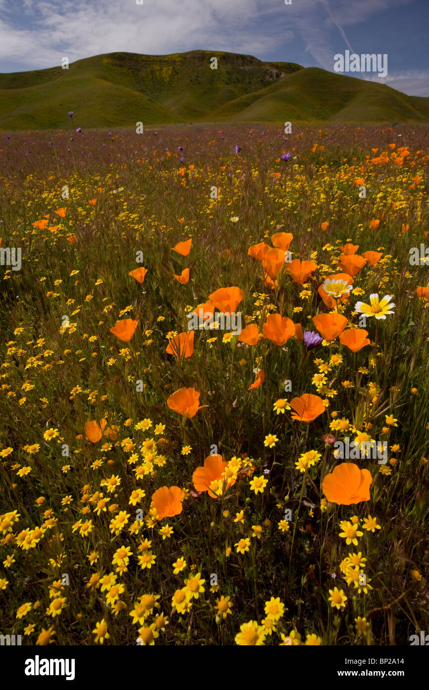 California Poppies, Goldfields and other spring flowers at Shell Creek ...