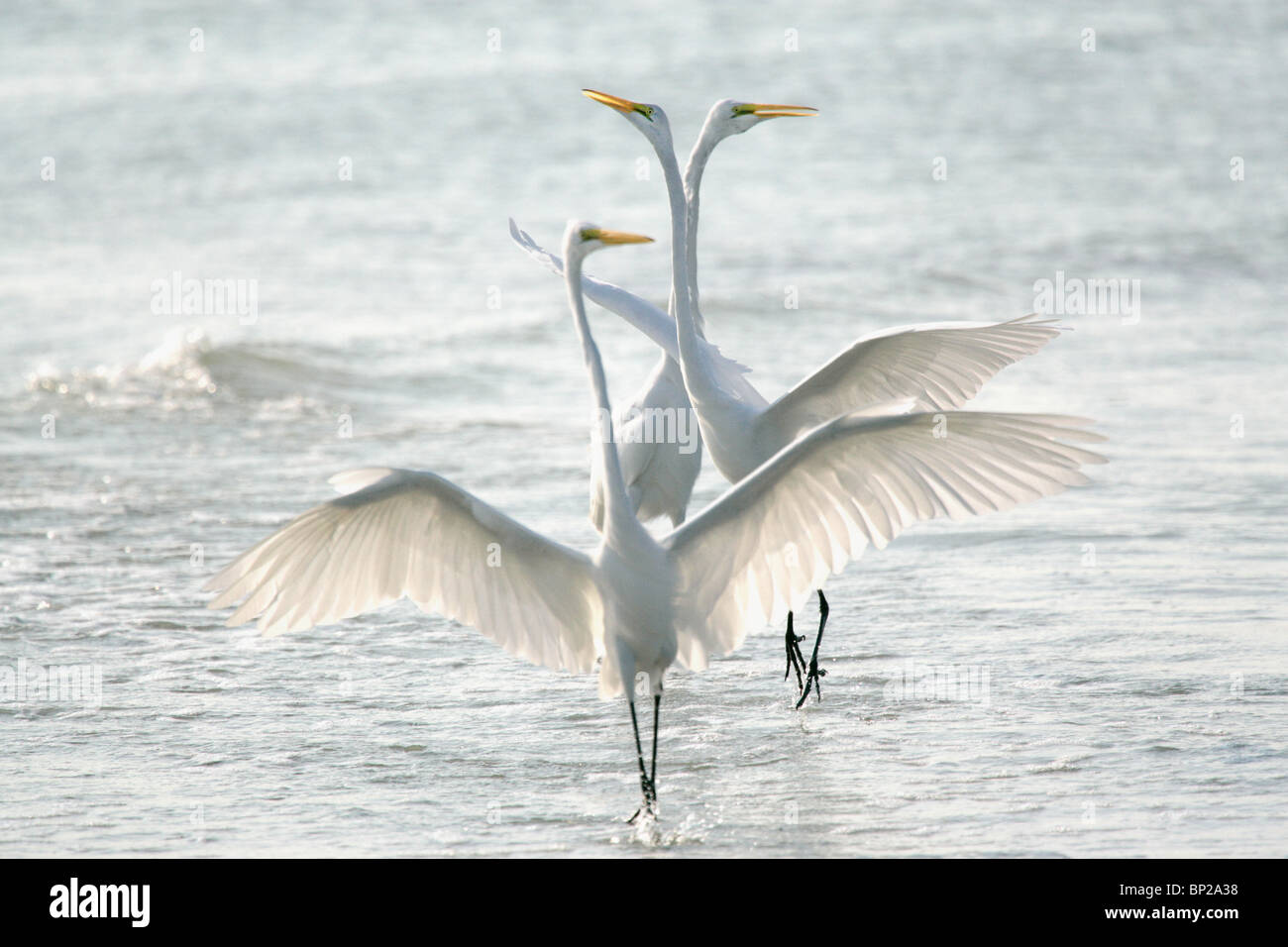 Great white herons flying flock over water Stock Photo - Alamy