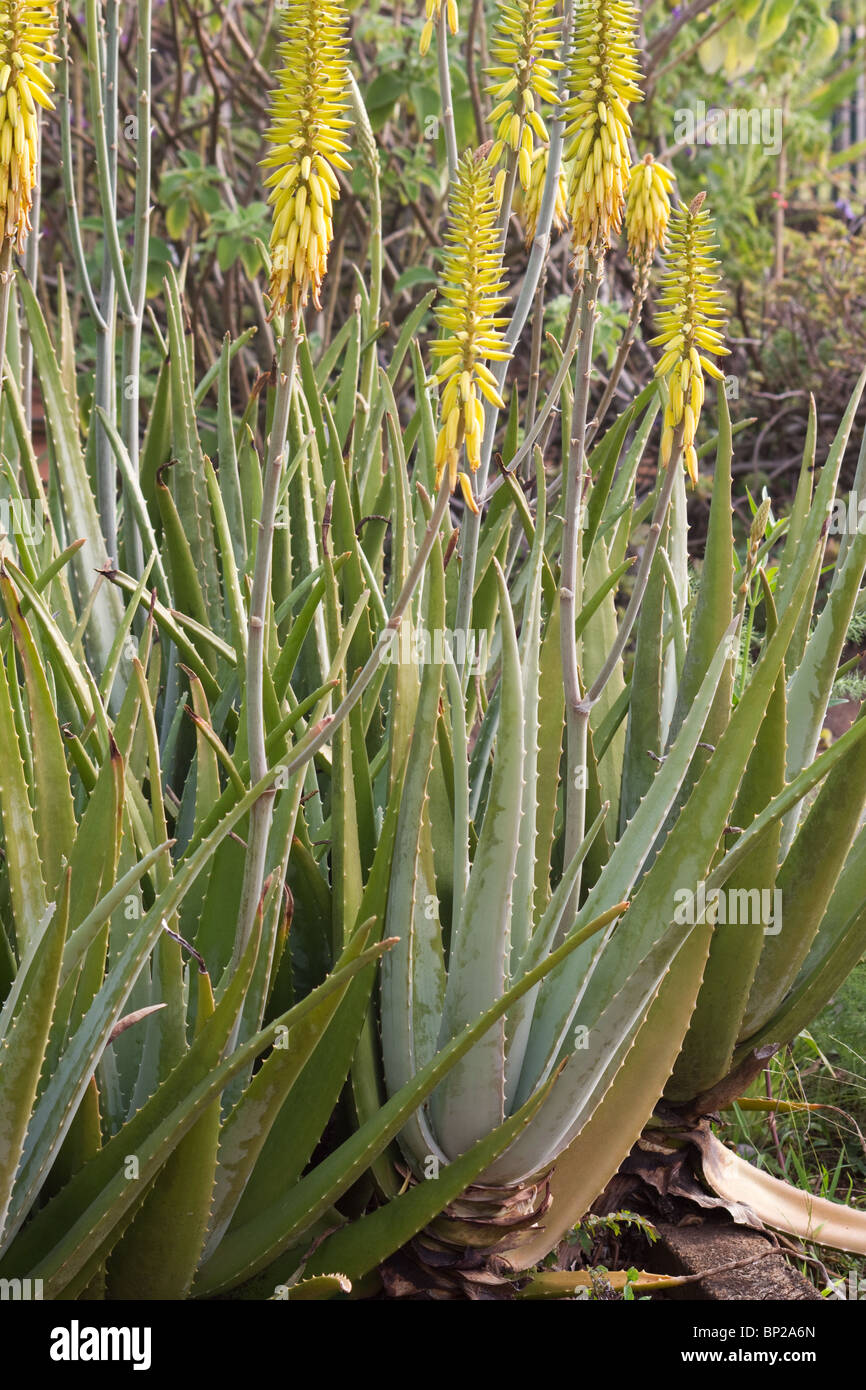 Aloe Vera Plant In Bloom Stock Photo 30784733 Alamy