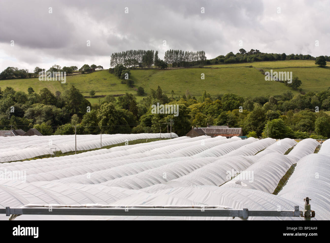 Rows of poly tunnels at a rural Scottish Soft Fruit farm Stock Photo