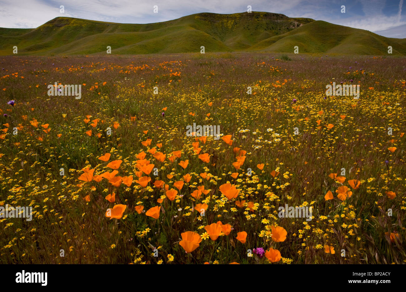 California Poppies, Goldfields and other spring flowers at Shell Creek near San Luis Obispo, S. California. Stock Photo