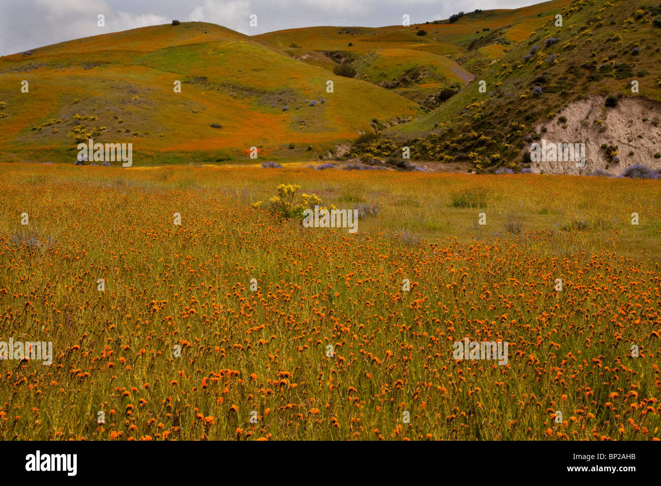 Masses of a Fiddleneck, Amsinckia menziesii and other spring wildflowers in Gillies Canyon, near San Luis Obispo, California Stock Photo