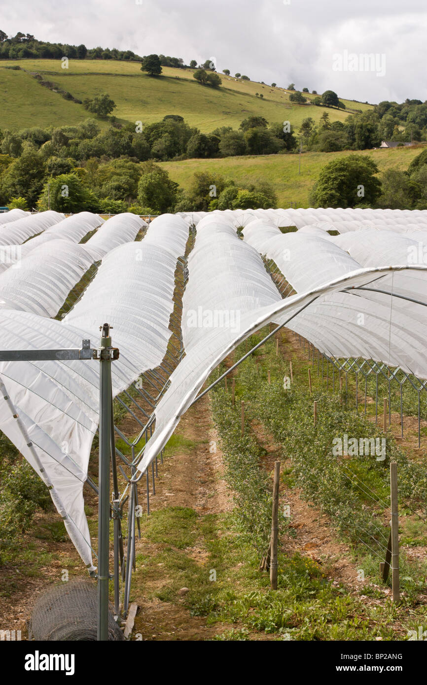 Rows of poly tunnels at a rural Scottish Soft Fruit farm Stock Photo