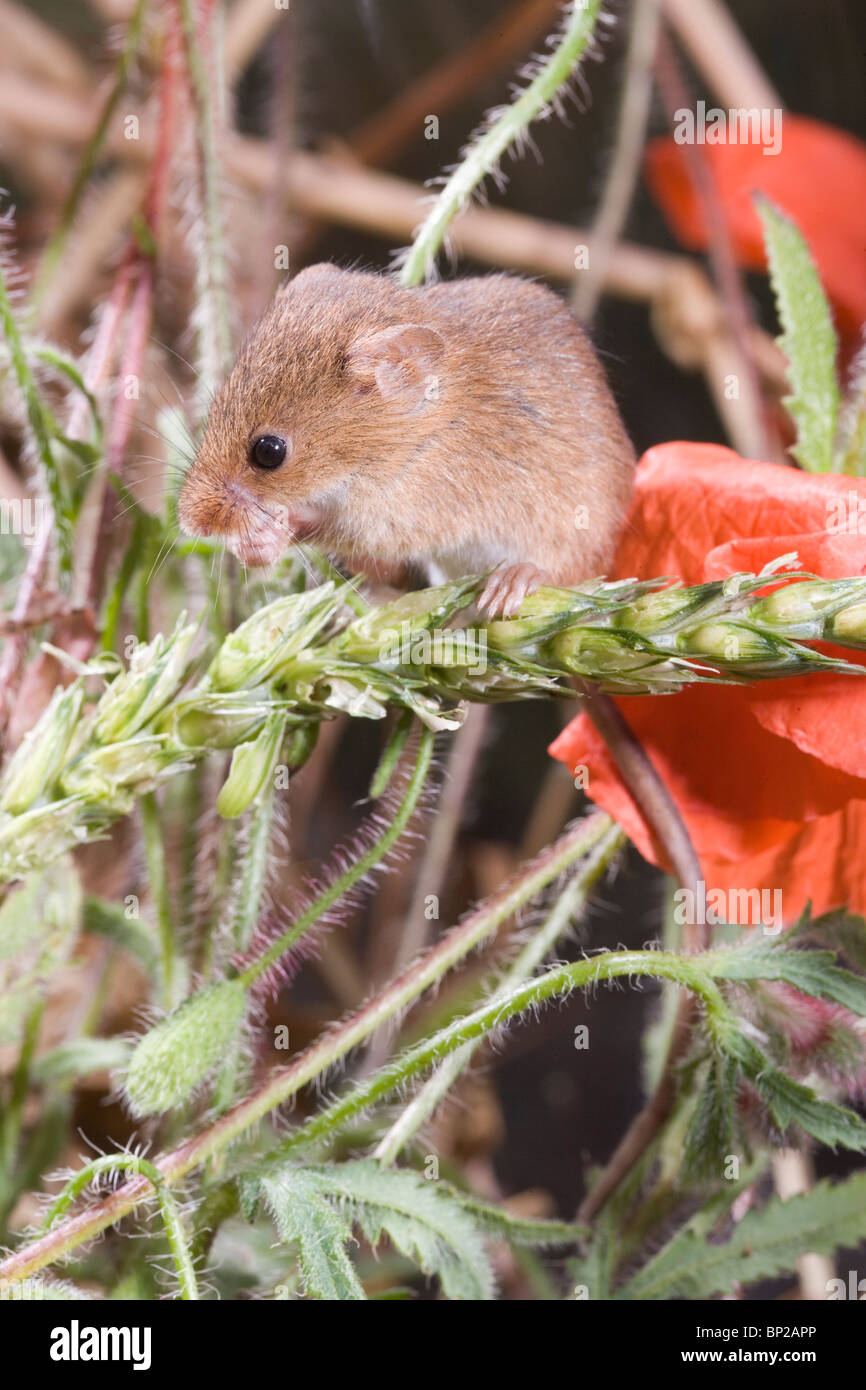 Harvest Mouse (Micromys minutus). Feeding on unripened or green wheat seed heads. Stock Photo