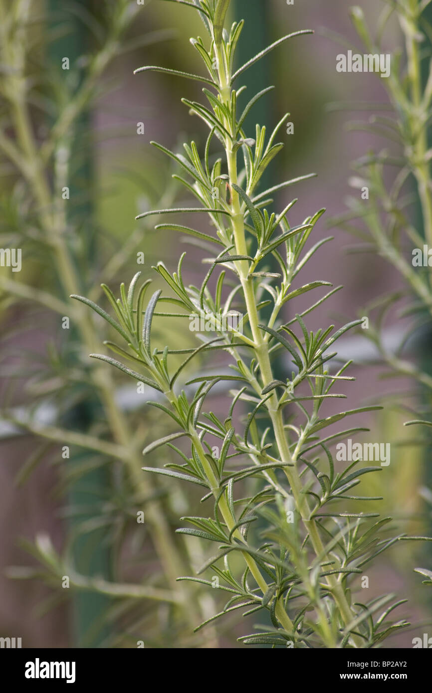 The Rosemary