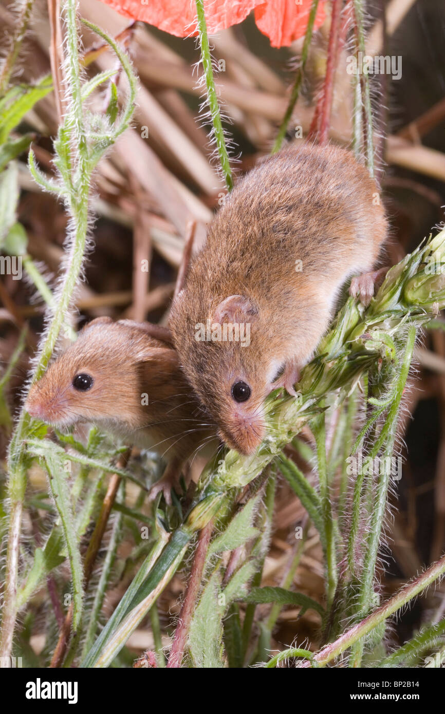Harvest Mice (Micromys minutus). Feeding on unripened wheat seed head or panicle. Stock Photo