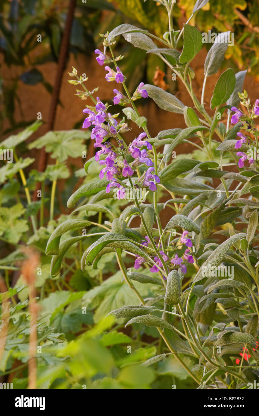 Sage plant in bloom Stock Photo Alamy