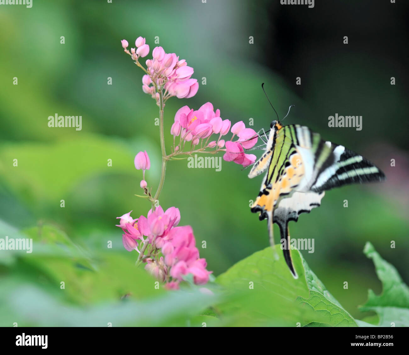 Five Bar Swordtail Butterfly flying towards a pink Bougainvillea flower
