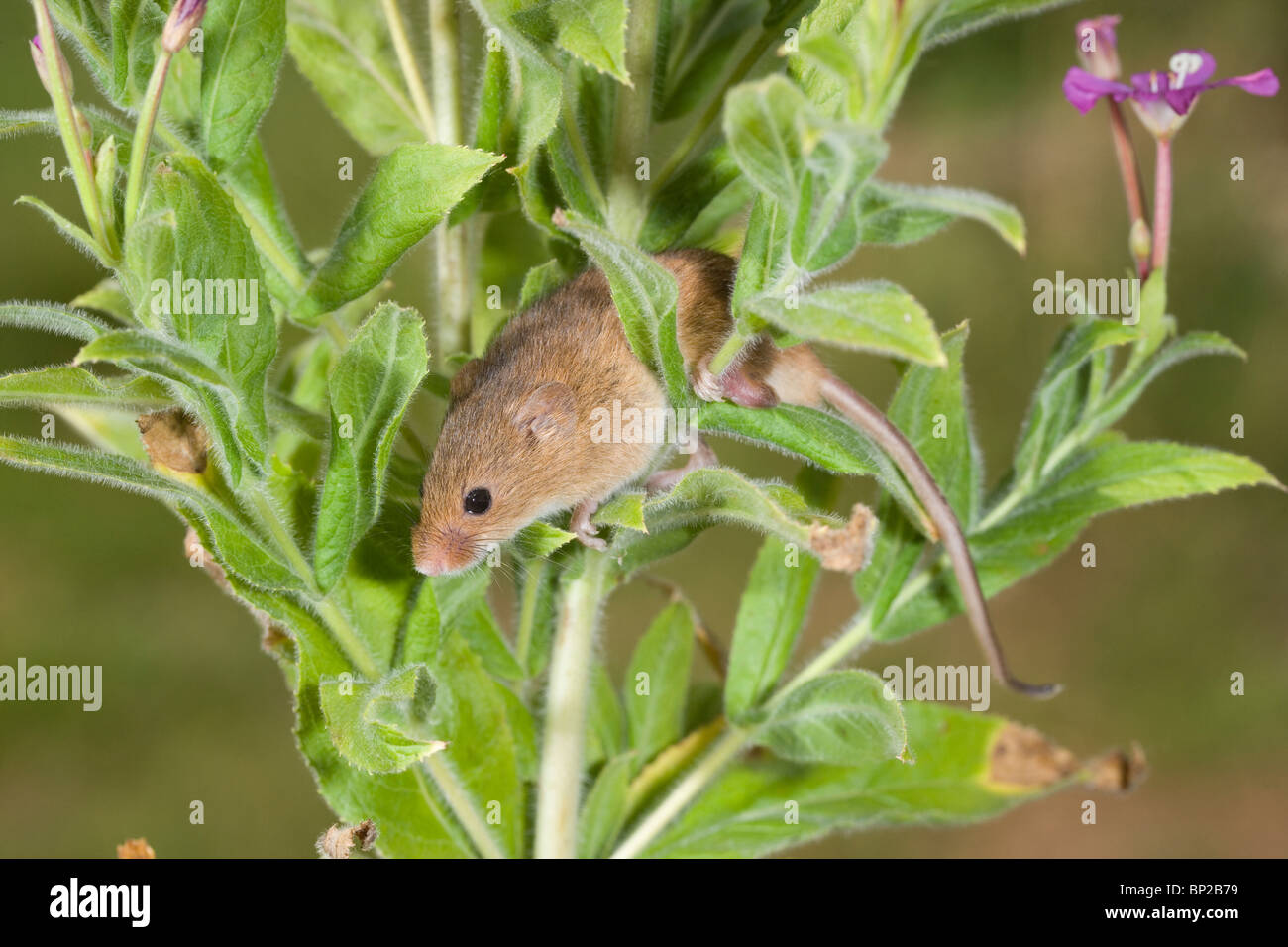 Harvest Mouse Micromys minutus. Amongst foliage of Great Willowherb Epilobium hirsutum. Stock Photo