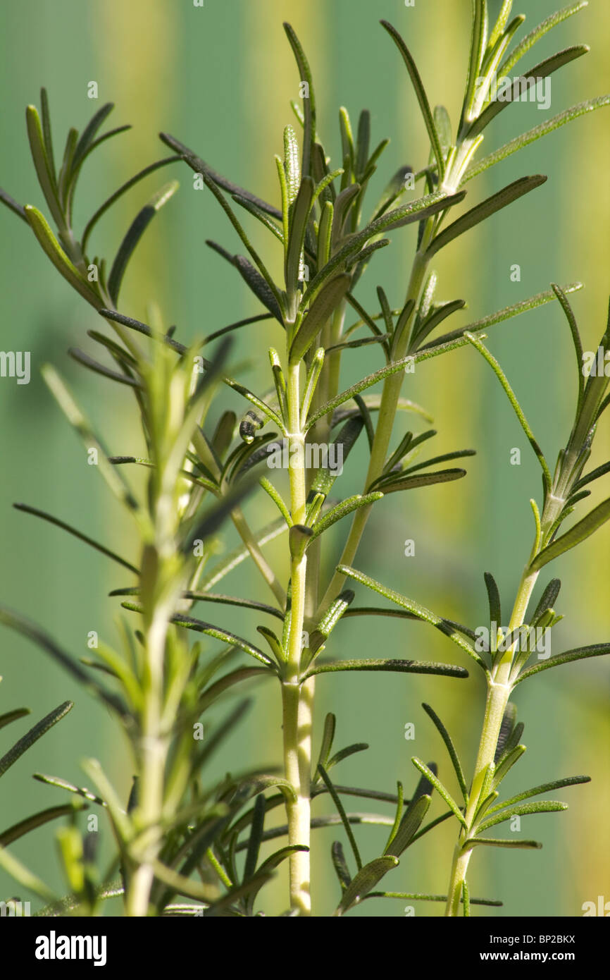 Rosemary herb garden gardens hires stock photography and images Alamy