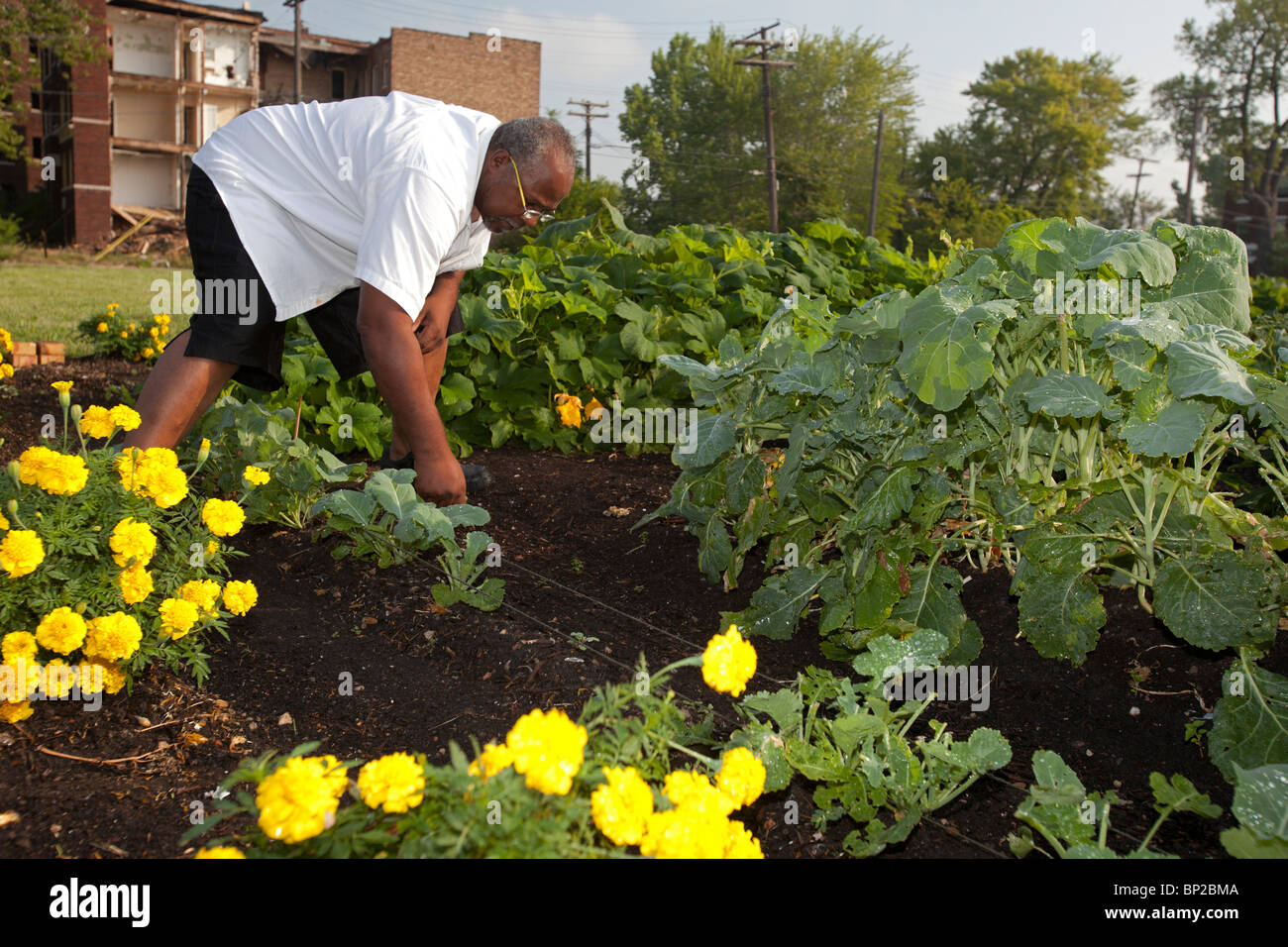 Halfway House Prison Inmates Grow Produce for Soup Kitchens Stock Photo