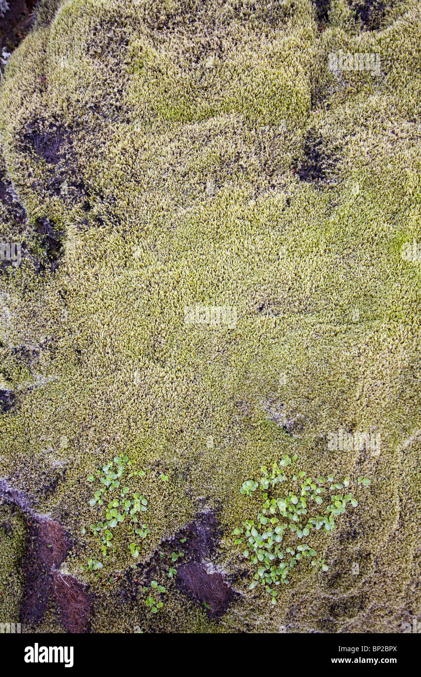 Moss in Iceland Stock Photo
