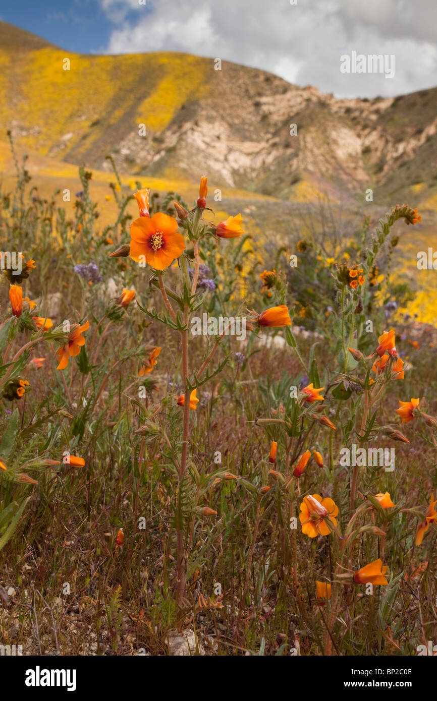 San Joaquin blazing star Mentzelia pectinata covering the slopes of The Temblor Range, Carrizo Plain, California. Stock Photo