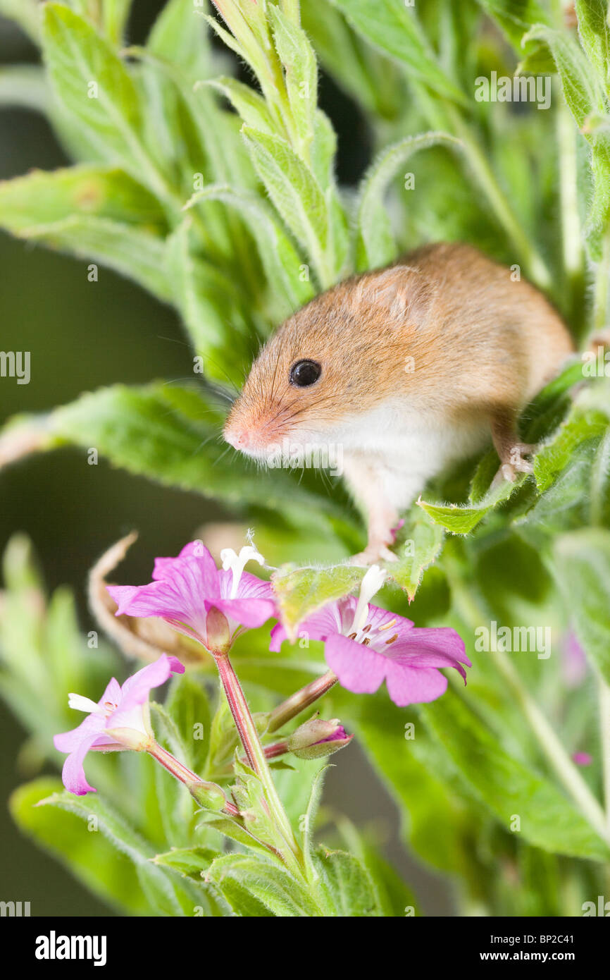 Harvest Mouse (Micromys minutus), amongst 'Codlins and Cream' or Great Willow-Herb (Epilobium hirsutum). Stock Photo