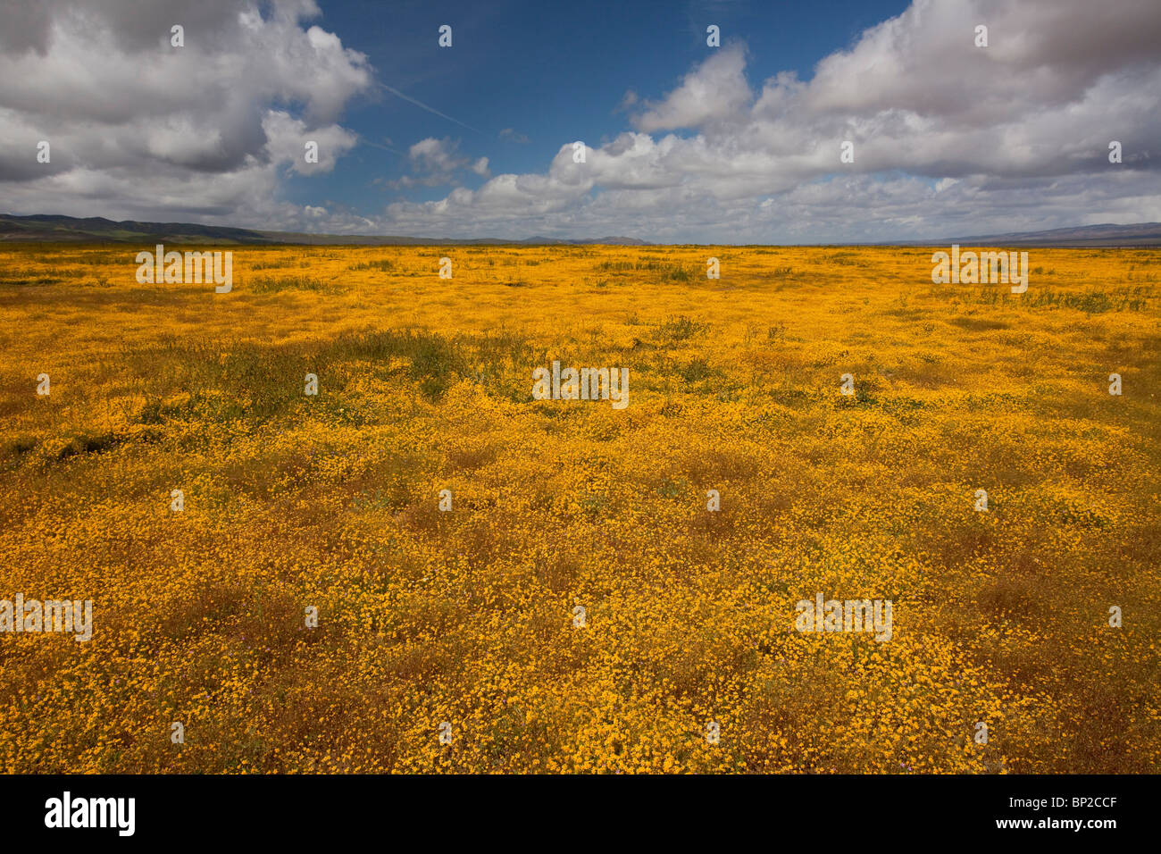 Spectacular masses of Goldfields, Lasthenia sp. in the Carrizo Plain, California. Stock Photo
