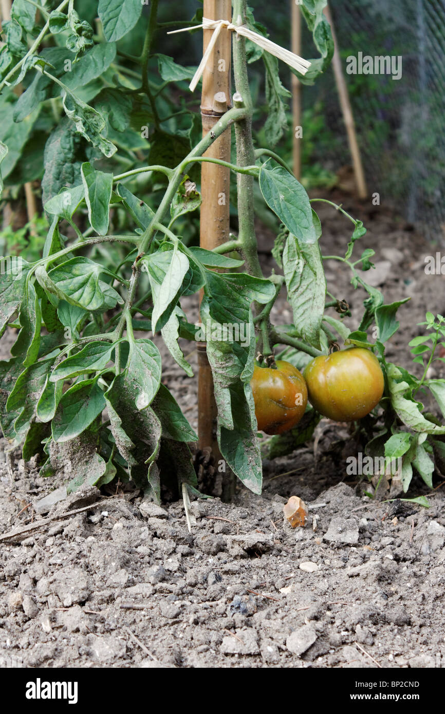 Tomato plant Stock Photo