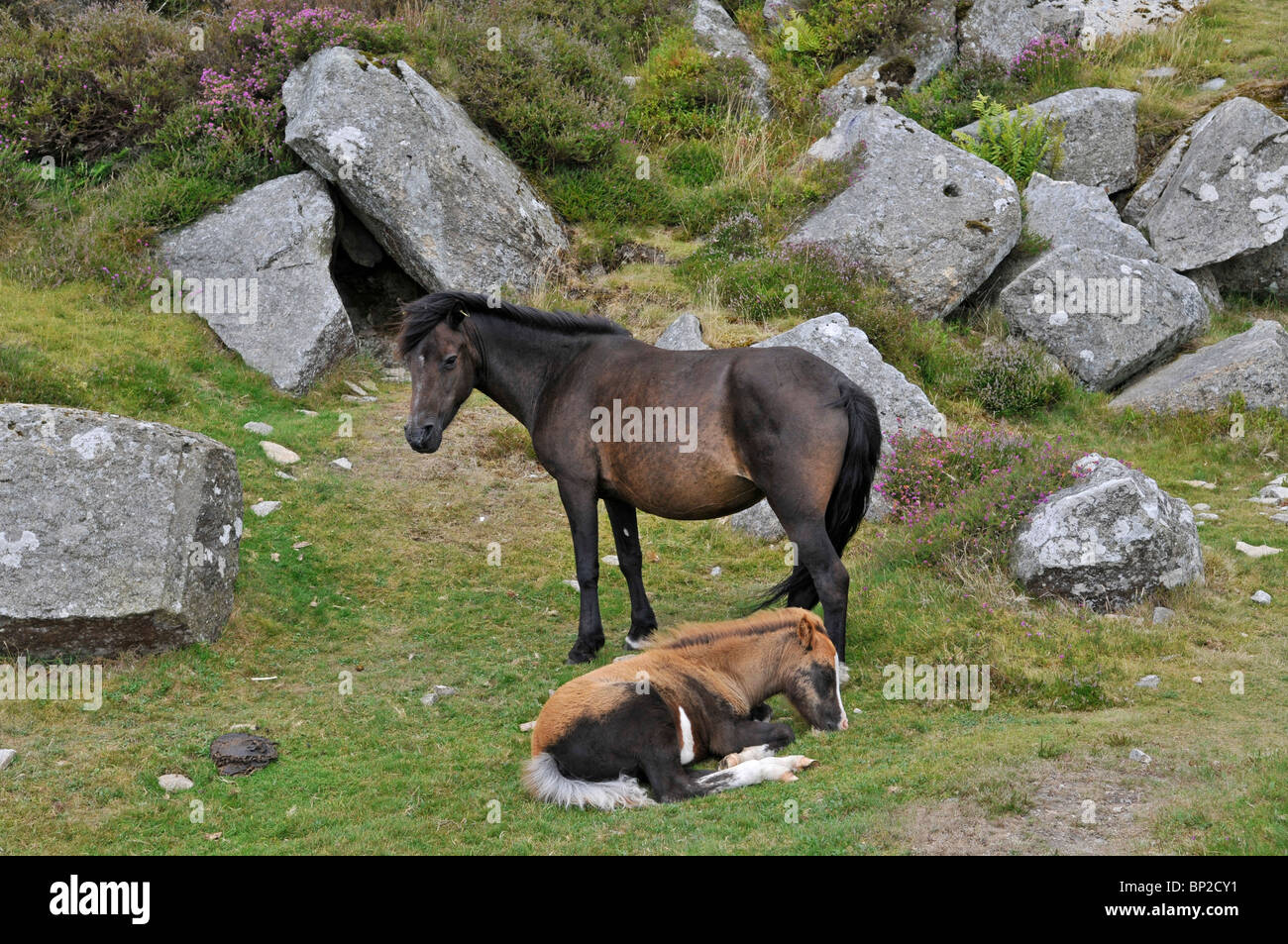 Dartmoor ponies, Dartmoor, Devon, England Stock Photo Alamy