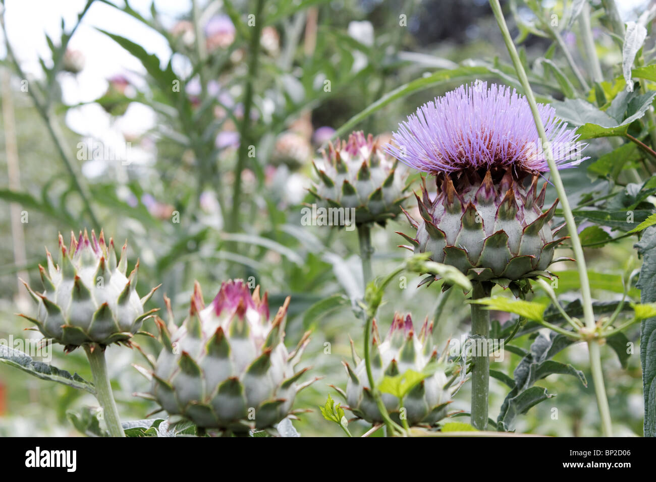Thistle in a field Stock Photo