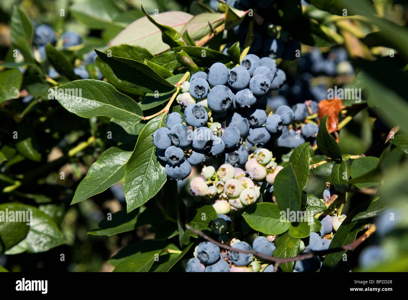 Blueberry tree hires stock photography and images Alamy